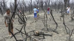 Tindakan Tegas Terhadap Pembakaran Hutan di Aljazair