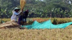 Mitigasi Krisis El Nino Terhadap Produksi Padi di Indonesia Mitigasi Krisis El Nino Terhadap Produksi Padi di Indonesia