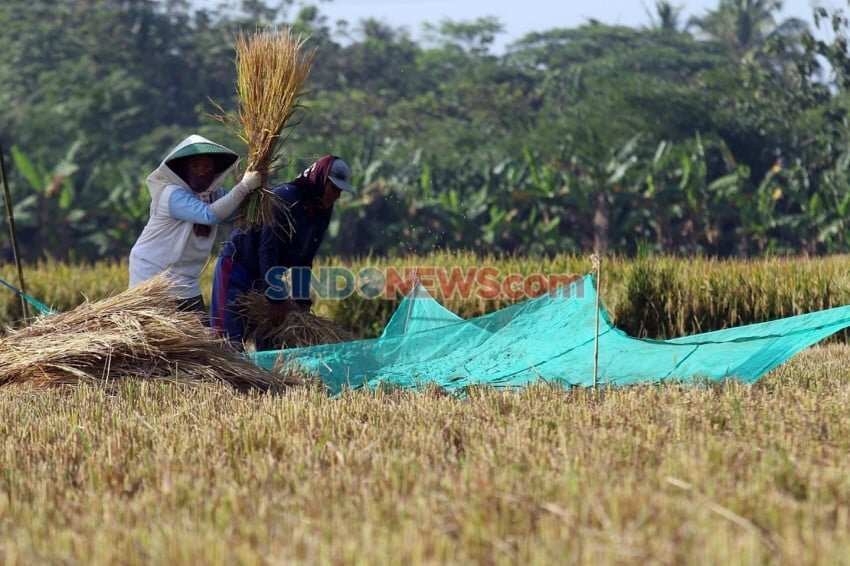 Mitigasi Krisis El Nino Terhadap Produksi Padi di Indonesia