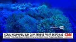 Koral Hidup dari Banyuwangi Menembus Pasar Ekspor