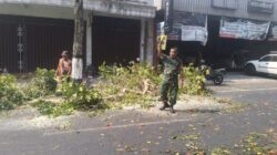 Antisipasi Pohon Tumbang Di Musim Pancaroba, Babinsa Sukorejo Bersinergi Dengan DLH Kota Blitar Antisipasi Pohon Tumbang Di Musim Pancaroba, Babinsa Sukorejo Bersinergi Dengan DLH Kota Blitar