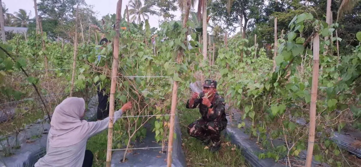 Babinsa Koramil 01/Penajam Ke Ladang Dampingi Petani Panen Buncis