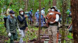 Peningkatan Upaya Penyelamatan Satwa Liar di Kalimantan Tengah