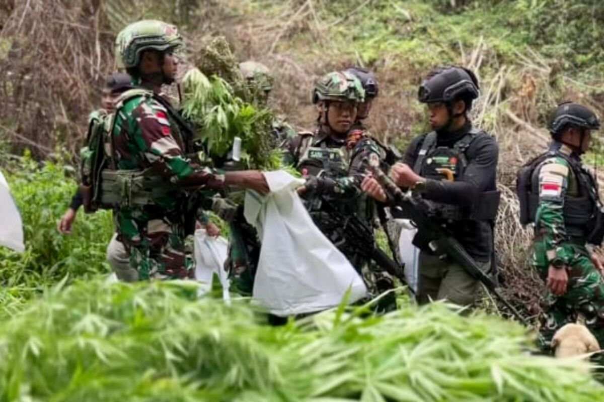 Penemuan Ladang Ganja di Pegunungan Bintang