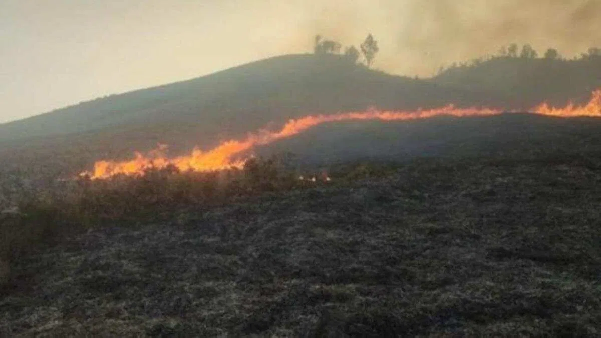 Kebakaran di Kawasan Wisata Bromo: Upaya Penanganan Sedang Dilakukan