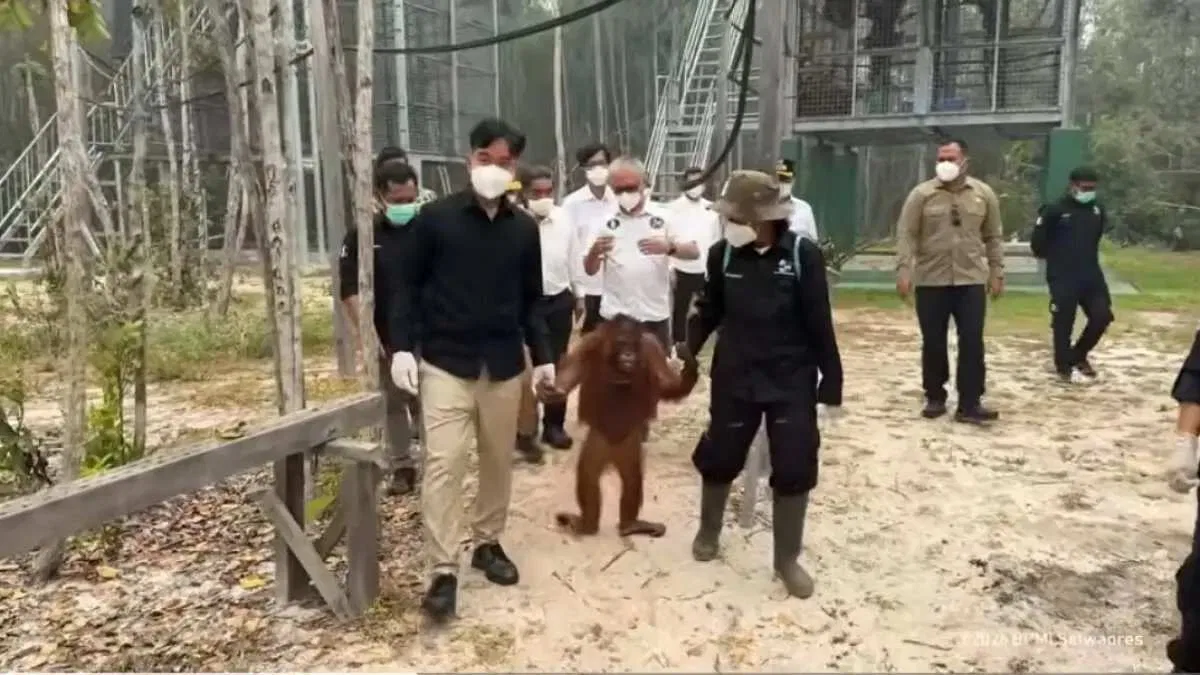 Penjagaan Habitat Orangutan di Tengah Krisis Karhutla