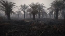 Berkurangnya Hotspot Karhutla di Indonesia: Kalteng Masih Tertinggi