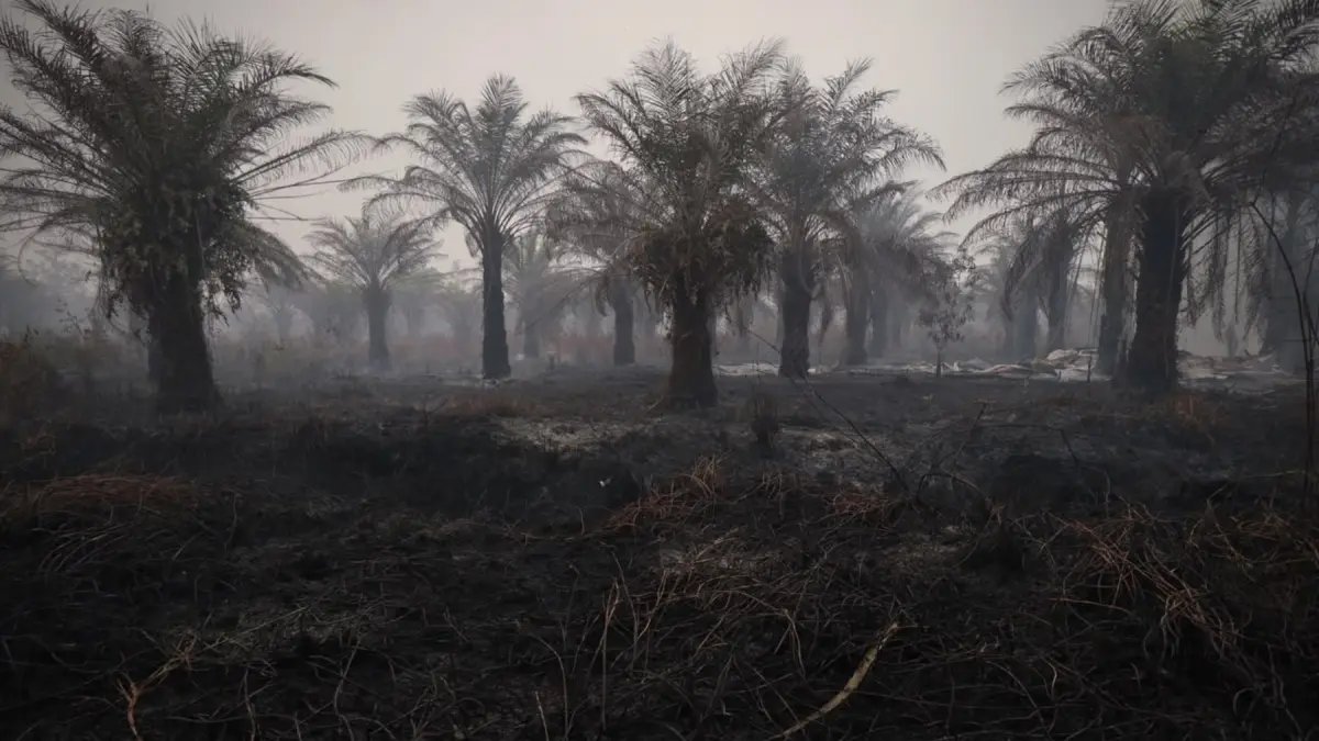 Berkurangnya Hotspot Karhutla di Indonesia: Kalteng Masih Tertinggi