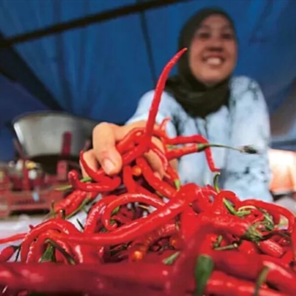 Menjaga Stabilitas Harga Cabai Melalui Distribusi Terpadu