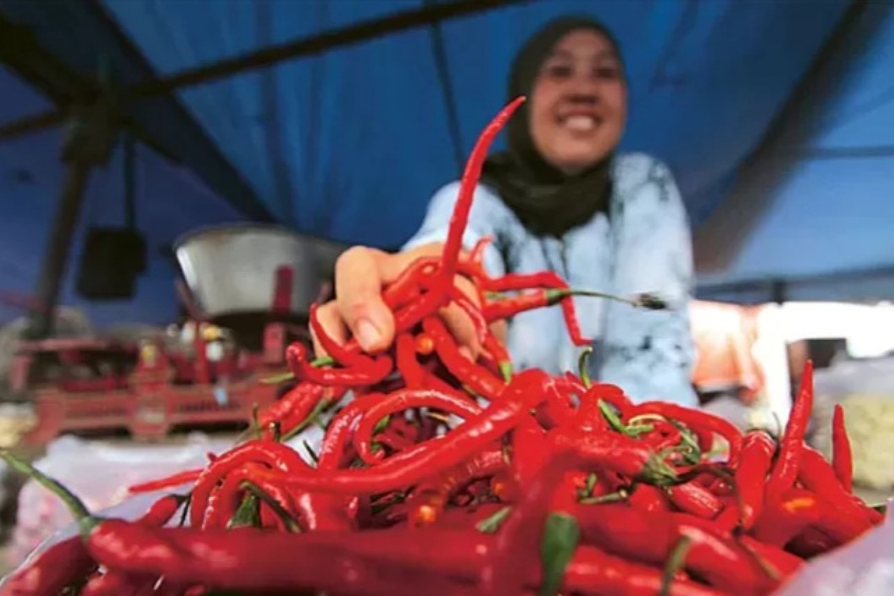 Menjaga Stabilitas Harga Cabai Melalui Distribusi Terpadu