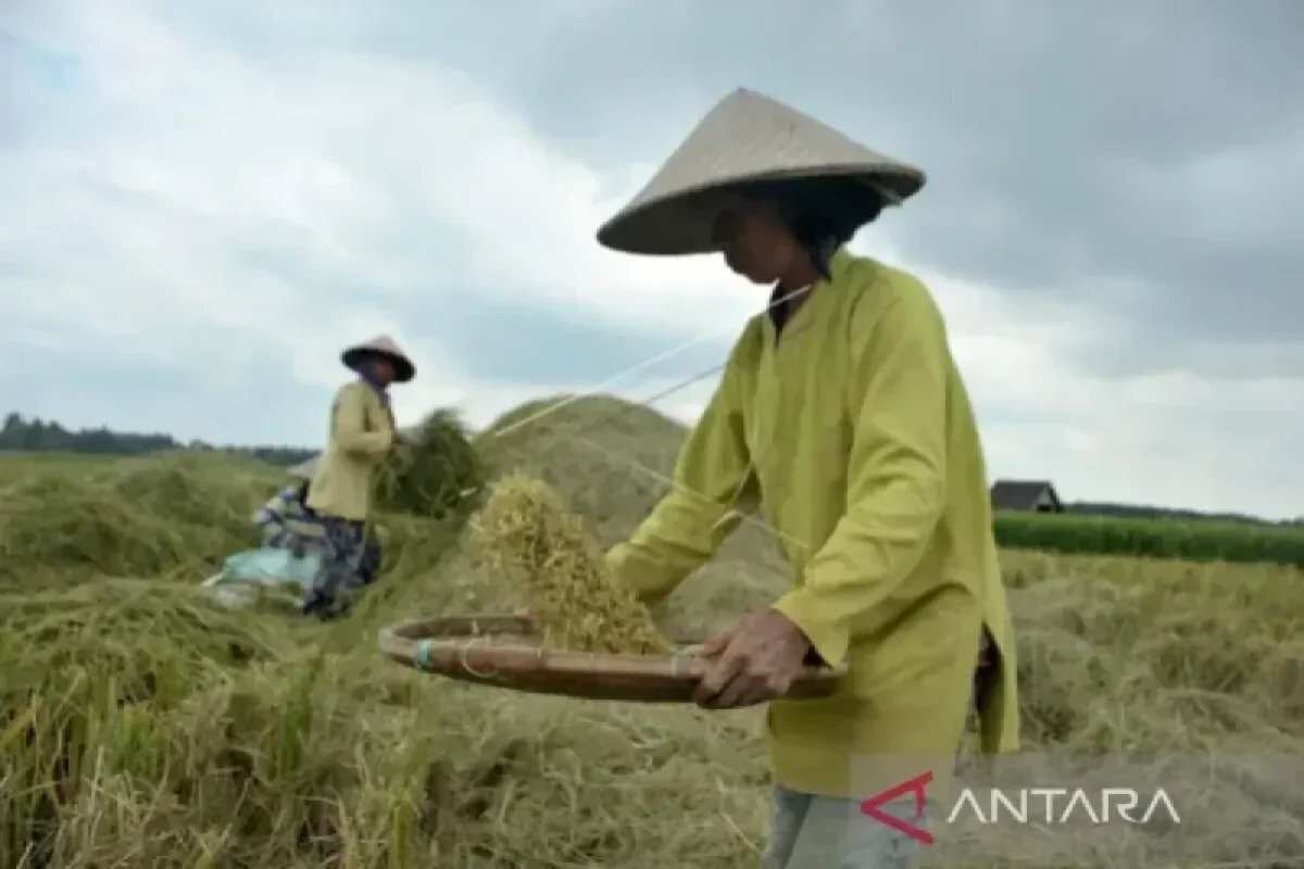 Peningkatan Produksi Padi di Sumatera Selatan Terkendala Musim Kemarau