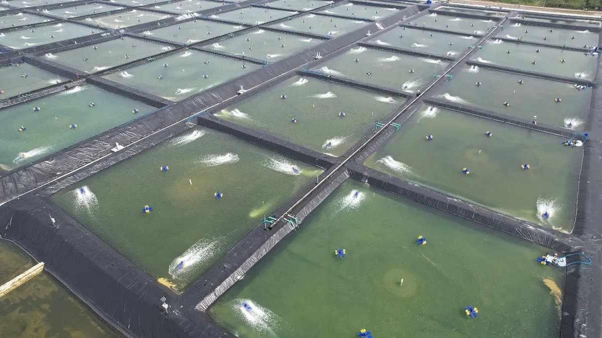 Dampak Impor Udang terhadap Petambak Lokal di Indonesia