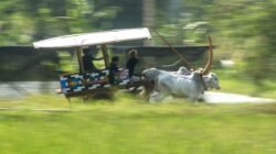 Festival Gerobak Sapi di Yogyakarta: Merayakan Budaya dan Menarik Wisatawan