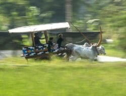 Festival Gerobak Sapi di Yogyakarta: Merayakan Budaya dan Menarik Wisatawan
