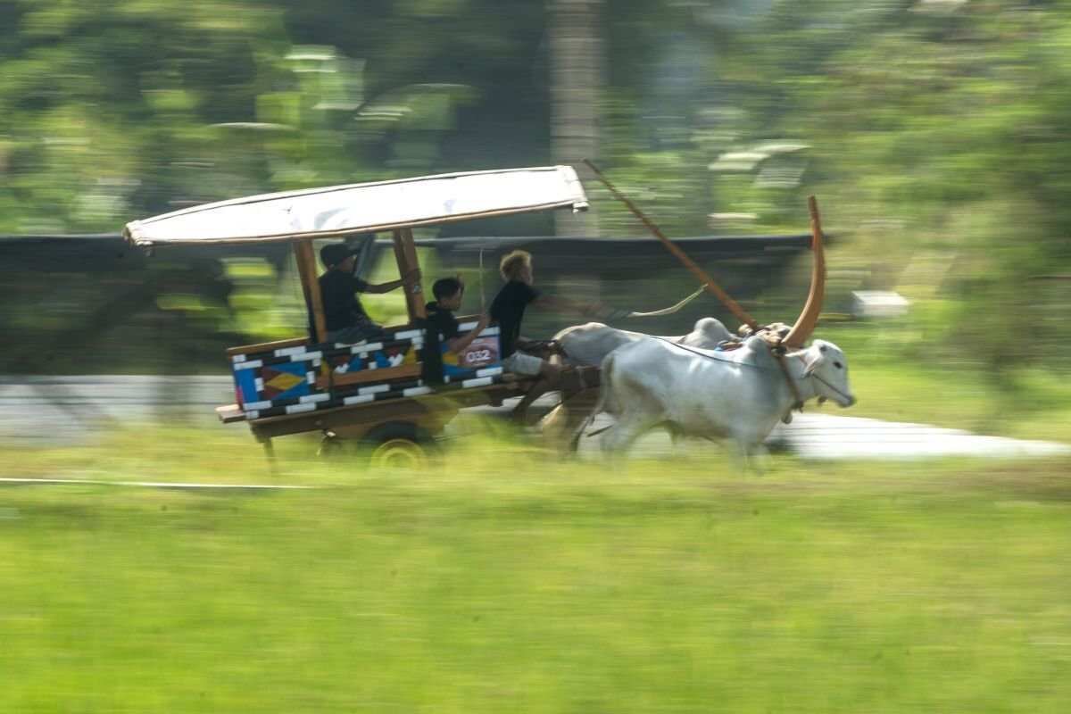 Festival Gerobak Sapi di Yogyakarta: Merayakan Budaya dan Menarik Wisatawan