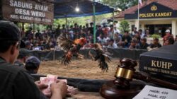 Sabung Ayam di Weru Kandat Mencuat, Publik Menanti Langkah Aparat