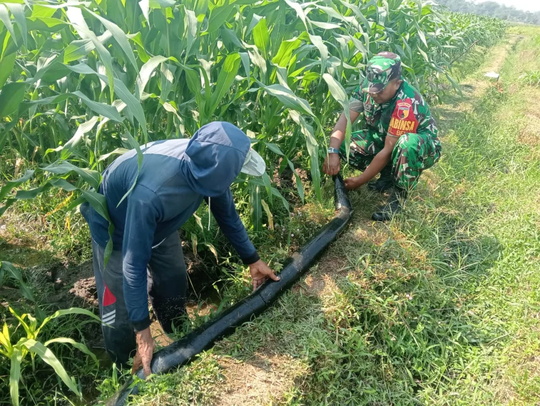 Dukung Hanpangan Lokal, Babinsa Koramil 0808/02 Garum Pendampingan Pengairan Tanaman Jagung Di Kelurahan Bence