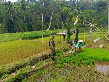 Gerakan Ketahanan Pangan Nasional, Koramil Pajarakan Laksanakan Pendampingan Dan Pengawasan Proses Penanaman Padi