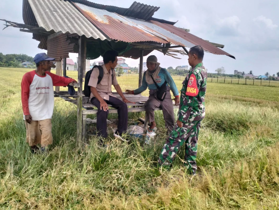 Di Tengah Sawah, Babinsa Koramil Penajam Sempatkan Komsos Bersama Petani