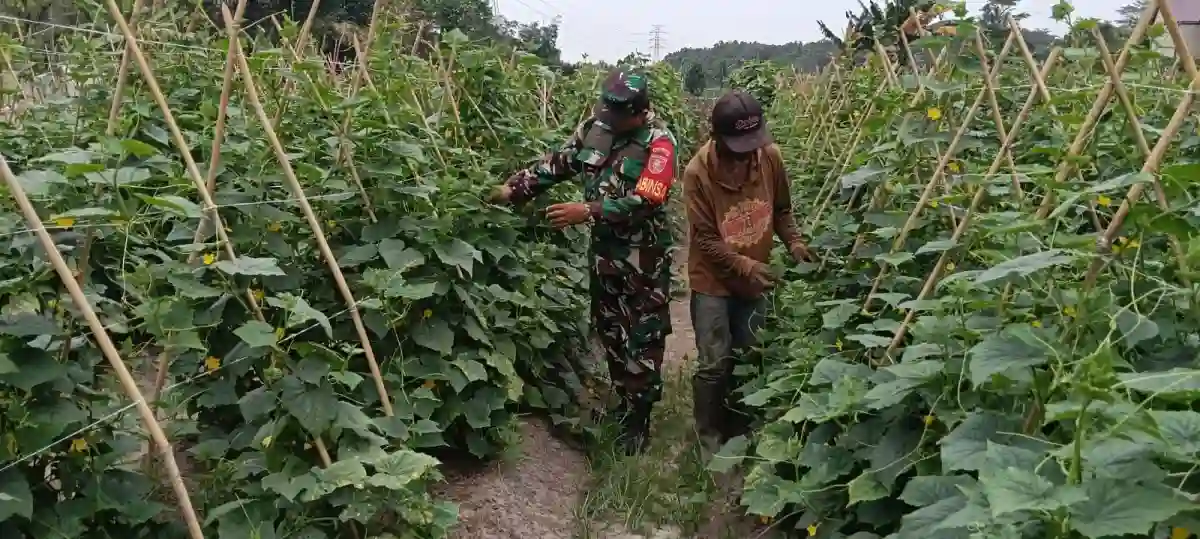 Wujud Kepedulian TNI, Babinsa Girimukti Komsos dengan Petani Mentimun