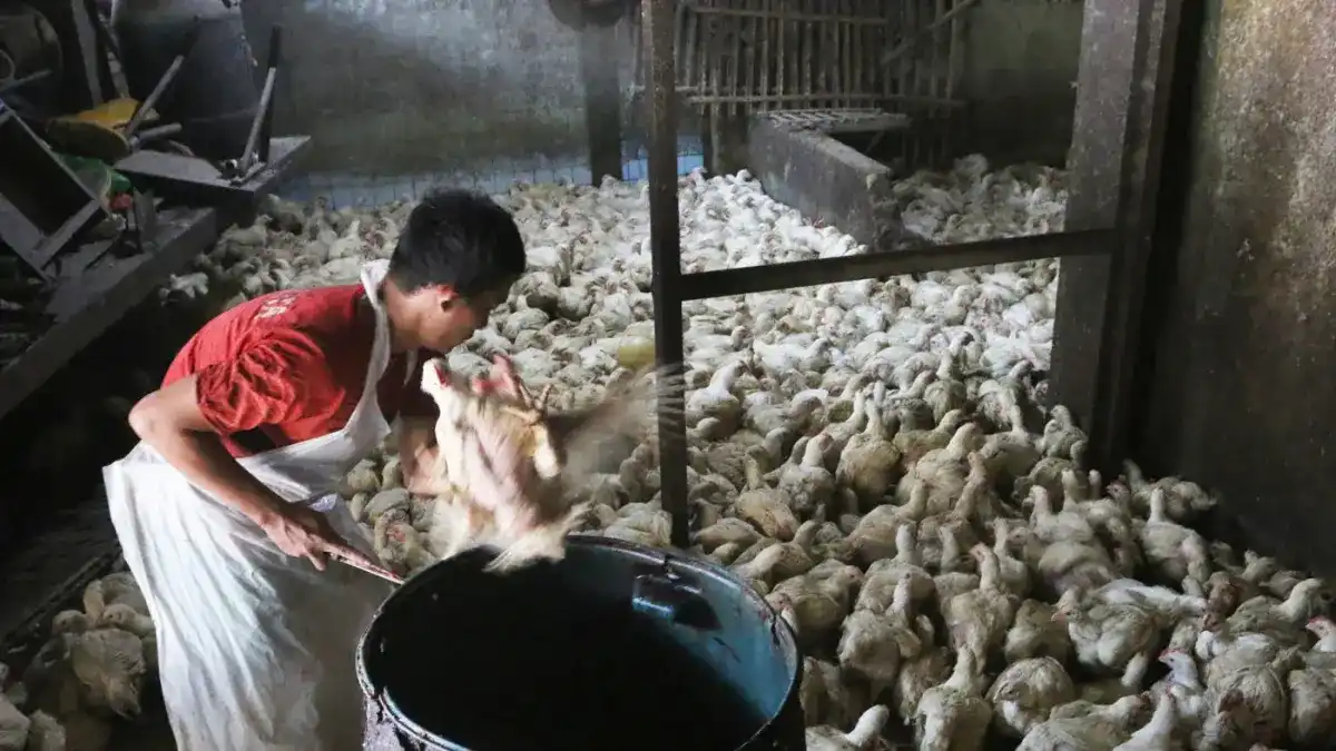 Permintaan Program MBG Dorong Harga Ayam, Bapanas Siapkan Subsidi Distribusi