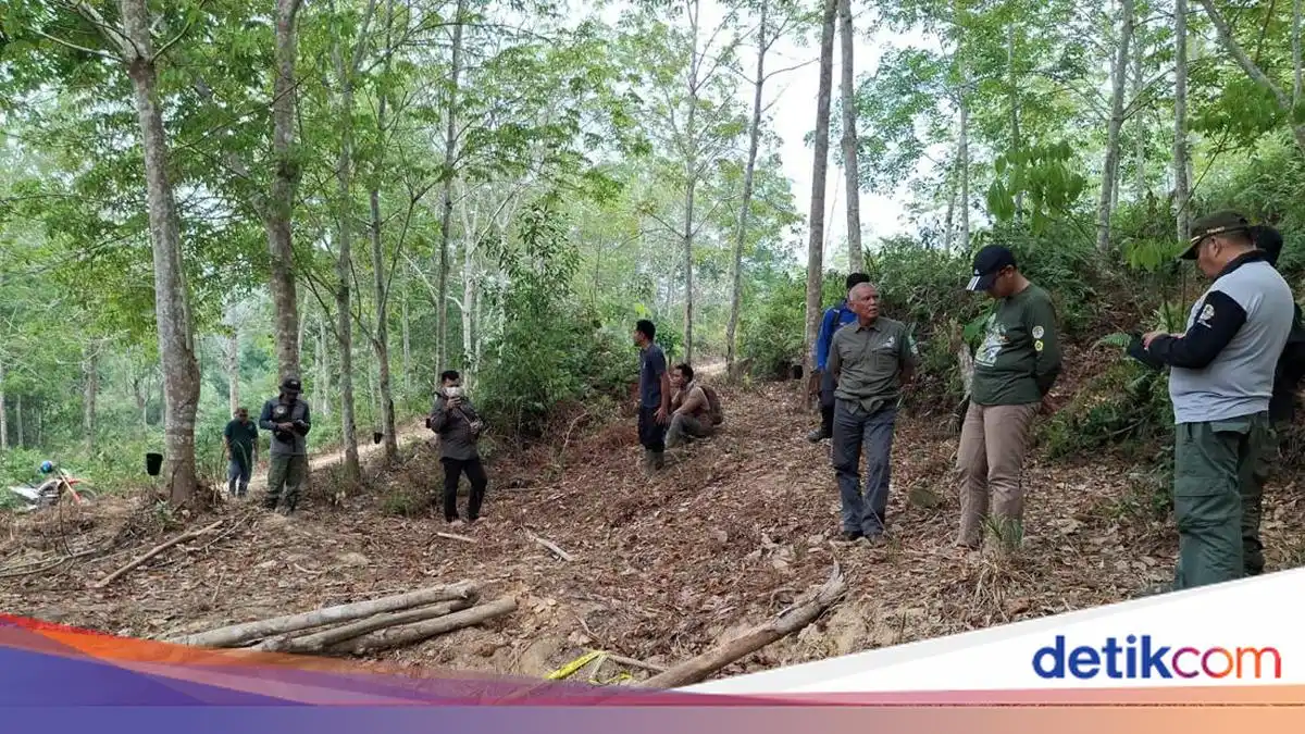 Penyelidikan Kematian Anak Gajah Sumatera di Konsesi PT LAJ Masih Berjalan