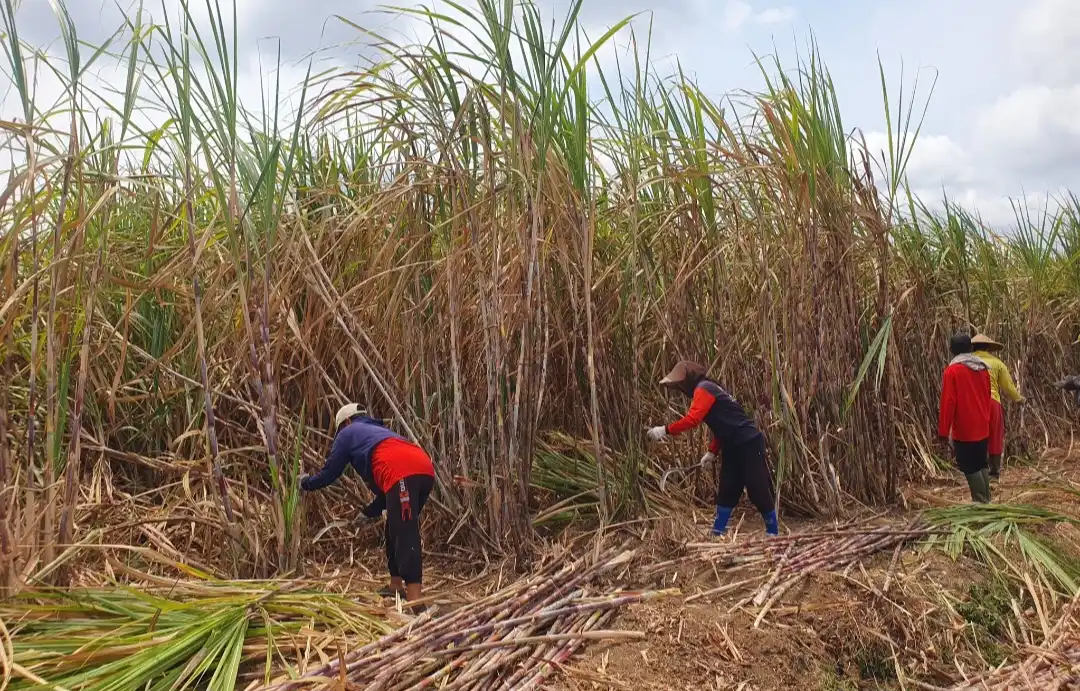 Kemarau Menekan Bobot Tebu, Mutu dan Harga Panen di Tulungagung Meningkat