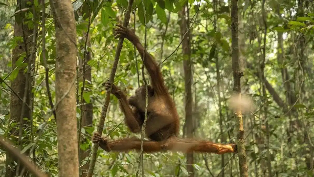 Upaya Penyelamatan 46 Orangutan Kalimantan dari Ancaman Karhutla