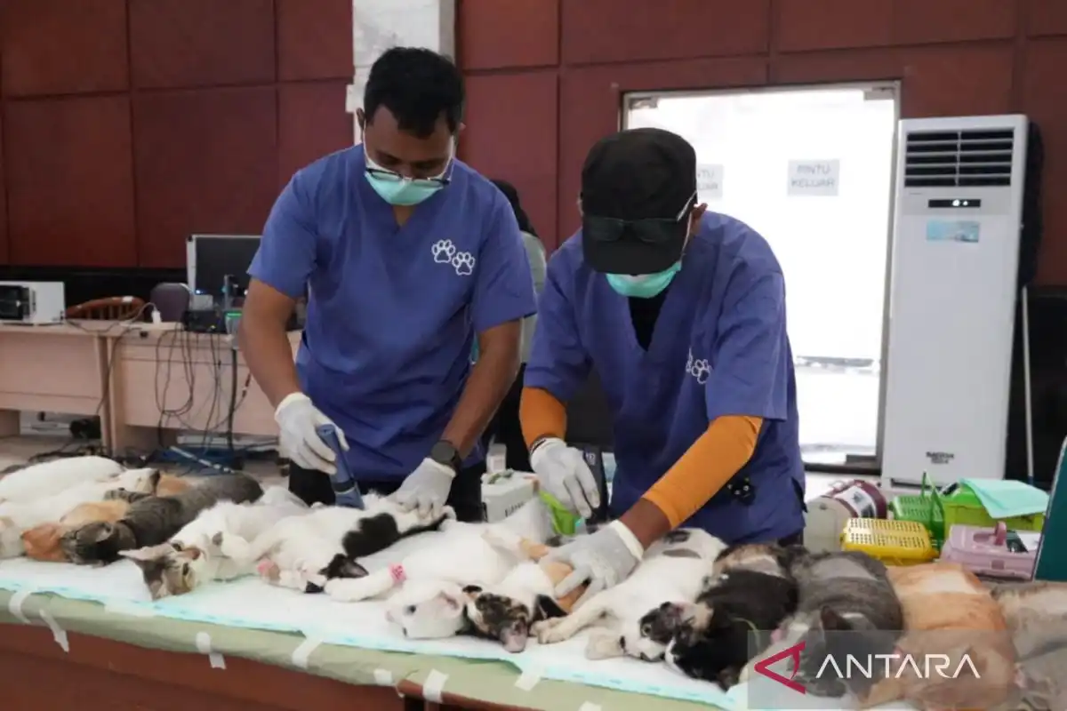 Sterilisasi Kucing Liar di Jakarta Timur Diperkuat untuk Kendalikan Populasi