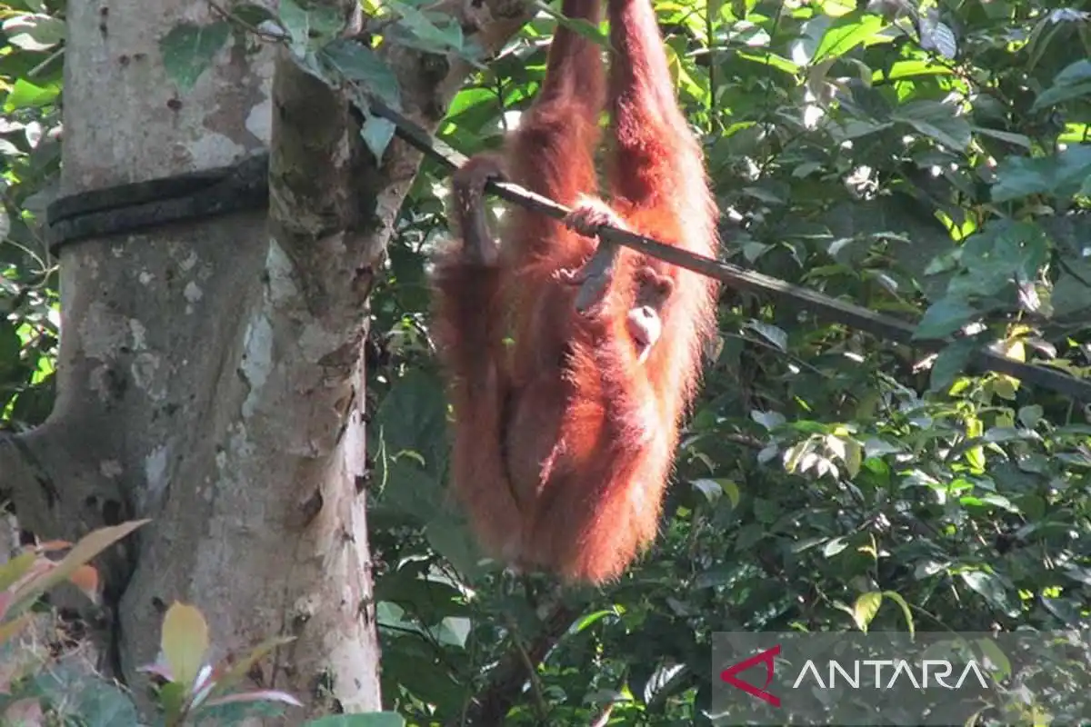 Kelahiran 12 Orang Utan Sumatra Tercatat di Pusat Reintroduksi Jantho