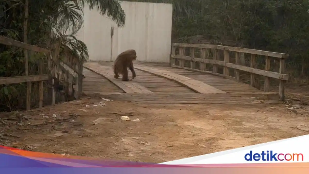 Orang Utan Terdampak Kebakaran Turun ke Jalan Mencari Makanan di Kotawaringin Barat