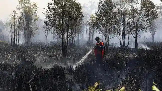 Penanganan Karhutla: Proses Hukum bagi 97 Perusahaan dan Tantangan di Lahan Gambut